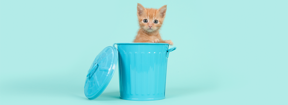 Um gatinho fofo em uma lixeira azul minúscula